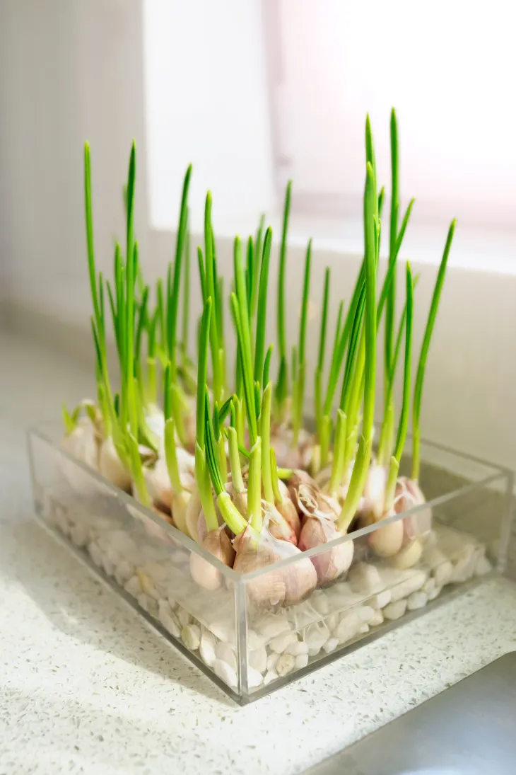 Never Buy Garlic Again: How to Grow an Endless Supply at Home
